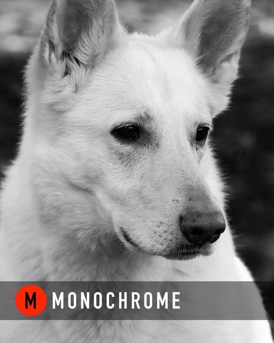 M Monochrome Lightroom Presets